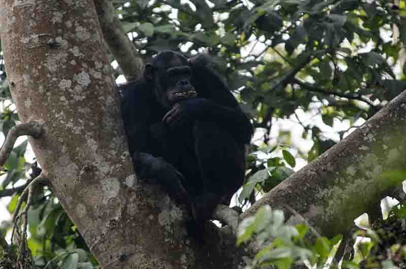 07 - Chimpance - parque nacional de Nyungwe - Ruanda